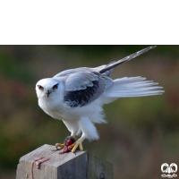 گونه کورکور بال سیاه Black-winged Kite